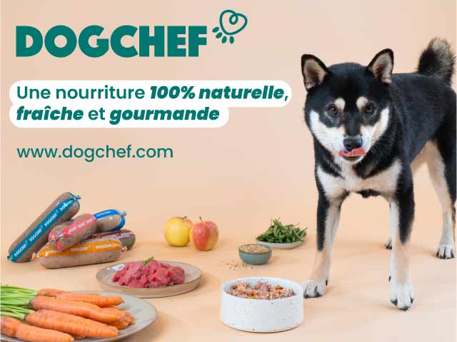 Animaux - Dog Chef 640x480